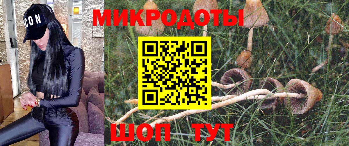 Псилоцибиновые грибы Psilocybine cubensis  Аргун 