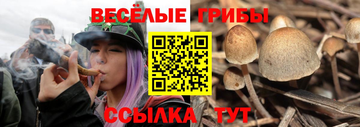 Галлюциногенные грибы Psilocybe  Псилоцибиновые грибы Cubensis  Вход с VPN  Аргун 
